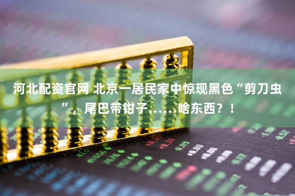 河北配资官网 北京一居民家中惊现黑色“剪刀虫”，尾巴带钳子……啥东西？！